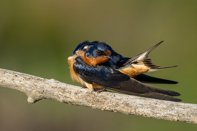 Barn Swallow