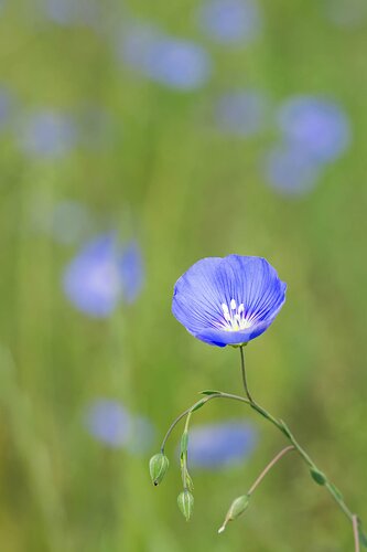 Blue Flax (Rework)