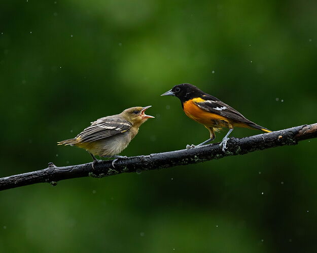 BOFeeding1.jpg