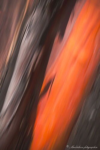 arbutus series 1.jpg