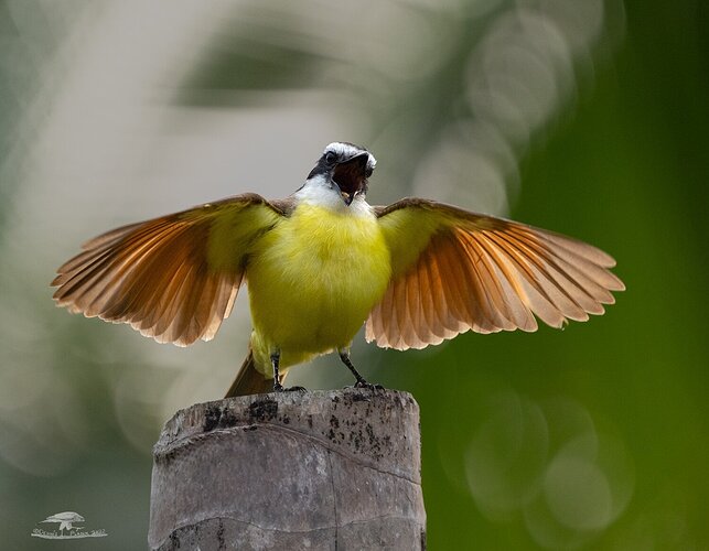 Irate Great Kiskadee