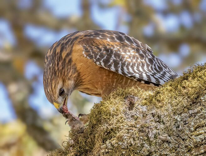 Red-shouldered Hawk with afternoon snack