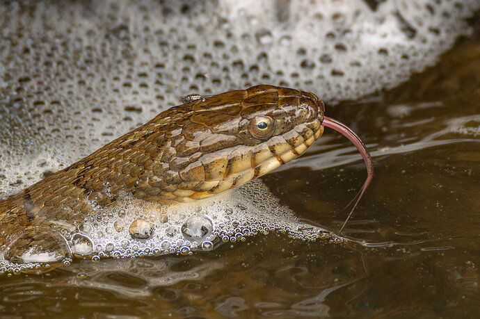 Watersnake 19.jpg