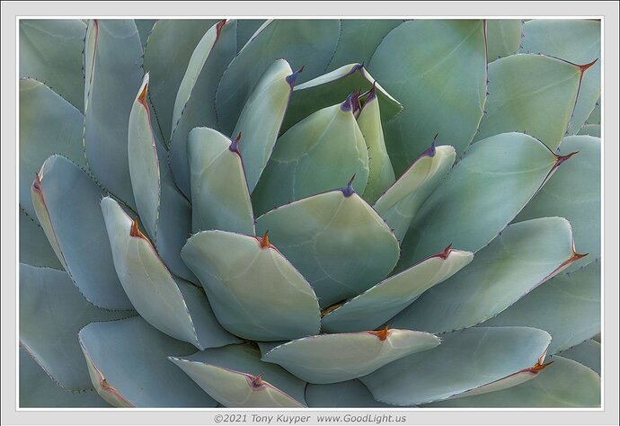 Agave-Sketch-color