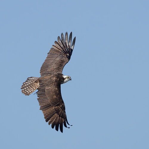 Osprey 30.jpg