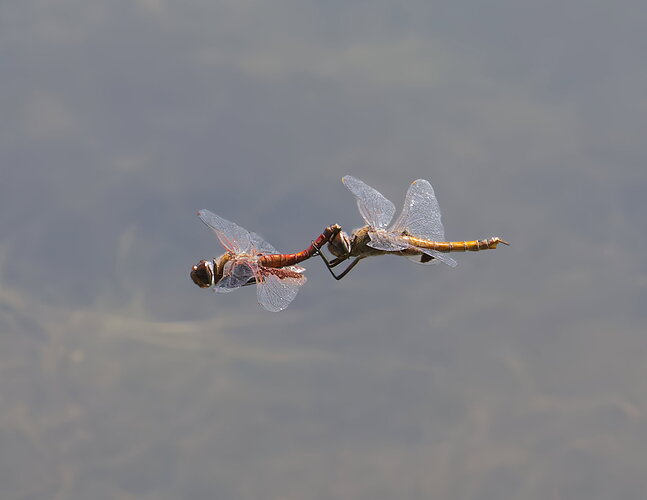 A busy morning at the pond