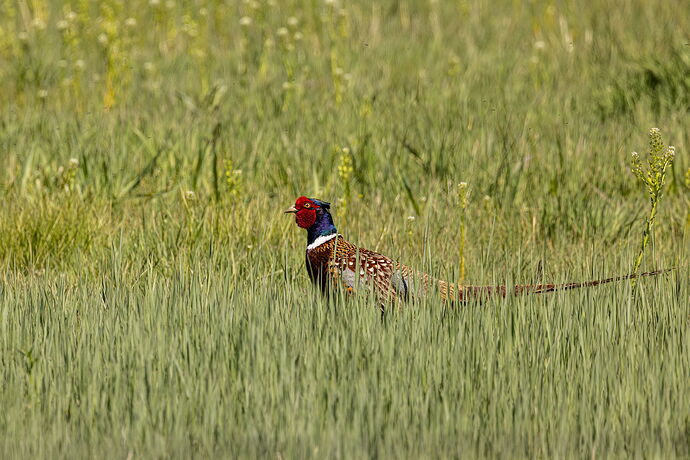 Ring-necked Pheasant-NPN.jpg