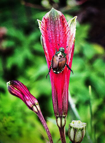 Beetle
