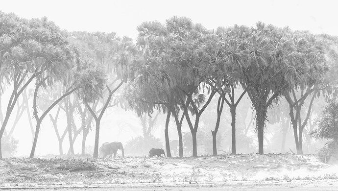 RSandor_2022_10_29_0671Elephants in Sandstorm.jpg