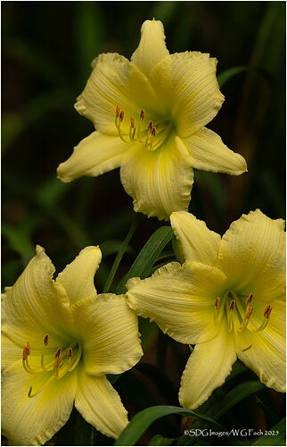 Three-Stars-2025-05-17-14-33-42-(A,R8,S4)A7r3-25.jpg