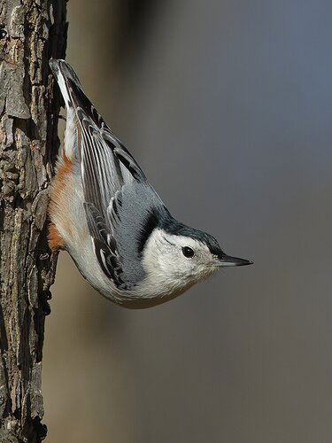 White-breasted Nuthatch