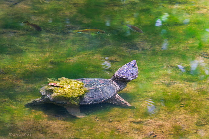 Original - Snapper & escort.jpg