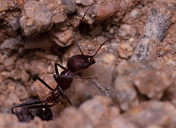 20200116-Green-Vally-Ants-8026-Edit