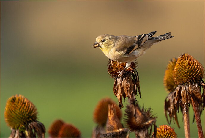 Original - -20260906-_SA17953-Yardbirds-Edit-Edit.jpg