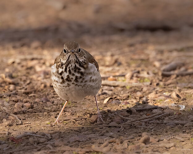 Hermit Thrush-NPN.jpg