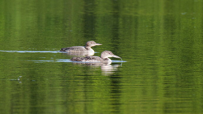 Juvenile loons