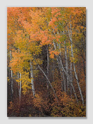 20251030 Colorful Minority