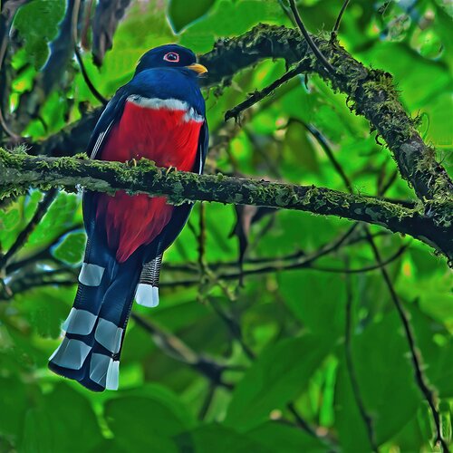 DSC_0165Masked-Trogon-Trogon-personatusREWORK