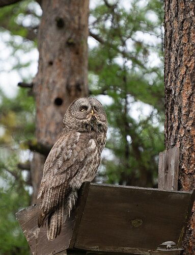 Great Gray Owl at Nest Platform