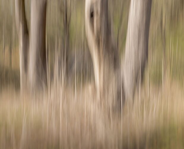 Tree blur