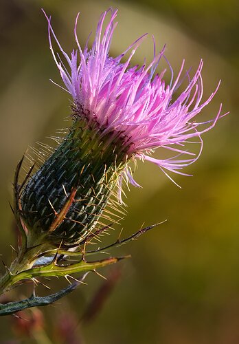 Thistle Focus Stack