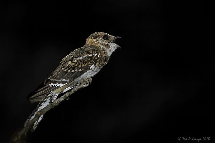 White-tailed-Nightjar_singing_CMG0661-copy-2