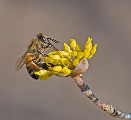 Bee on Cornelian Cherry