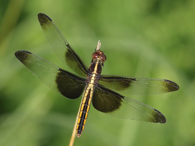 Widow Skimmer Dragonfly - f10