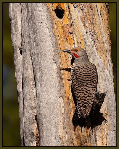 Northern Flicker