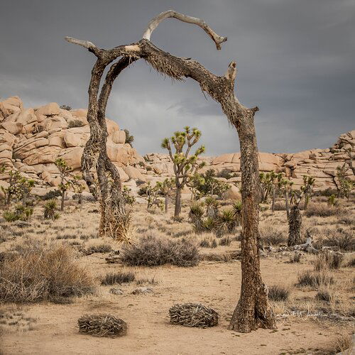 Joshua Tree edited