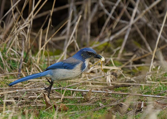 Scrub Jay with Breakfast