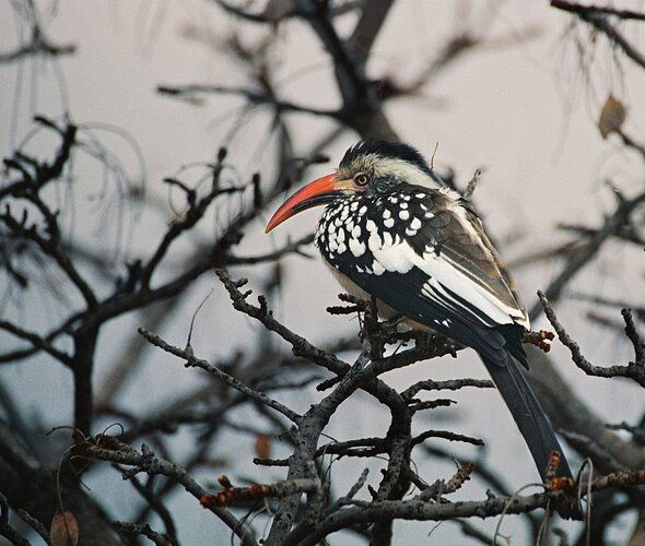 redbilled