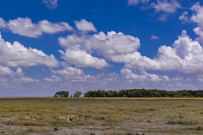 Amboseli-Nov2025-2400-e-L(1920).jpg