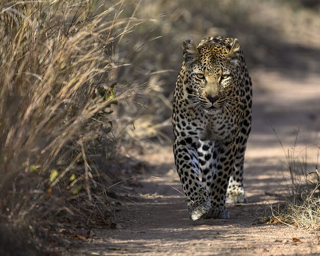 NPN_LEOPARD_CSD6604.jpg