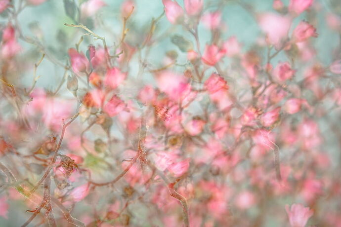 Beth-Buelow-Shabby Chic Roses