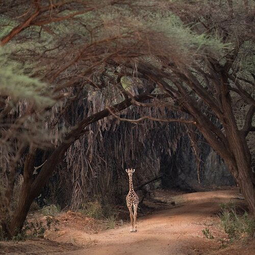 GiraffeTunnel.jpg