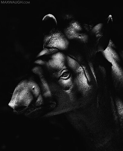South American Tapir