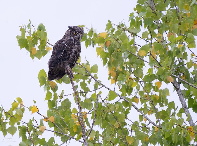 -20230828-_A1_2930-Great-horned Owl-Edit.jpg