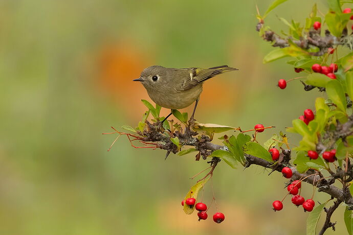 Ruby-crowned Kinglet-NPN3.jpg