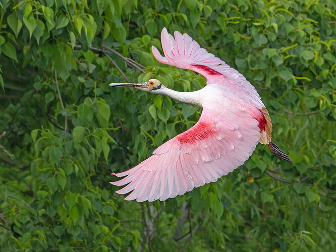 Roseate Spoonbill 19