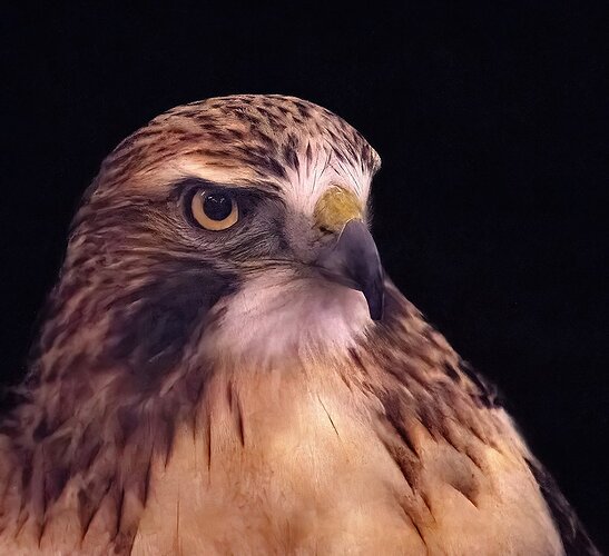 dcampbell-redtailed-hawk-raptor-center-2023-EDIT