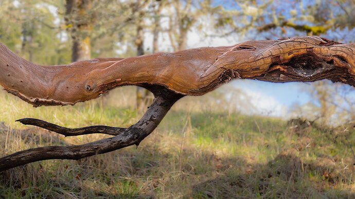 Madrone Branch