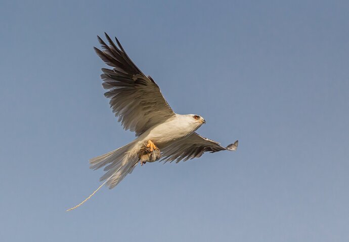 White-tailed Kite