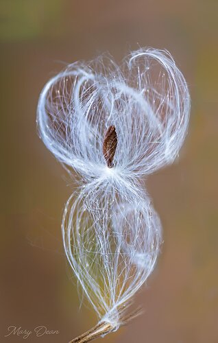 Tiny Dancer IGEnhanced-NR-sharpened.jpg