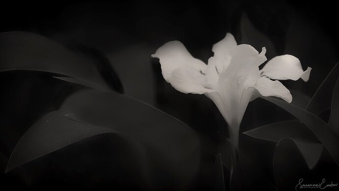 20230420_DwardIris-3330-6-1.jpg