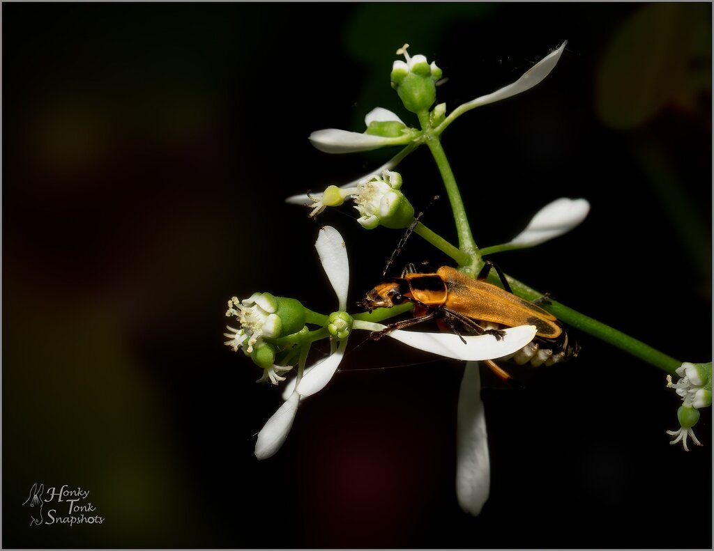 Goldenrod Soldier Beetle + Rework Macro/Closeup Critiques Nature