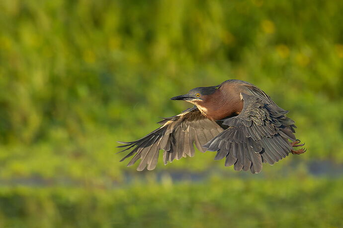 Green Heron 77