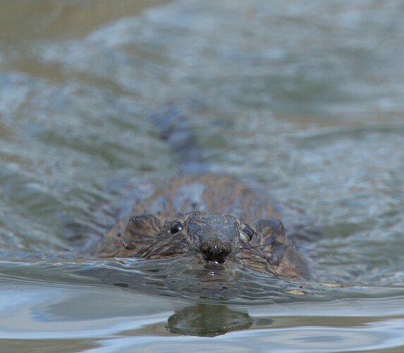 Incoming Muskrat