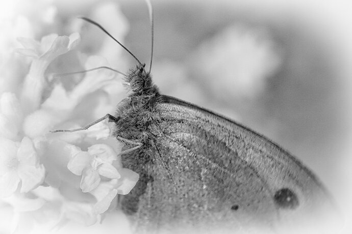 Original - Gatekeeper ir 2399-.jpg