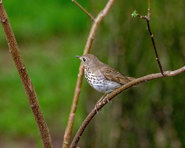 Swainson's Thrush